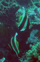 Heniochus chrysostomus 00511.JPG