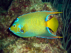 Holacanthus ciliaris.jpg