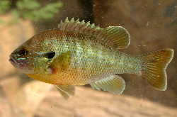 Lepomis macrochirus.jpg