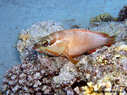 PER1 Epinephelus fasciatus PB231510.jpg