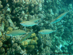 PER30 Siganus rivulatus PB200959.jpg