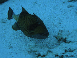 TET1 Balistoides viridescens guards nest  PA042657.jpg