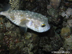 TET5 Cyclichthys spilostylus PB190897.jpg