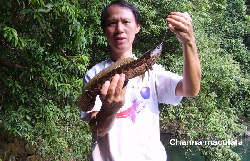 channa_maculata_04.JPG