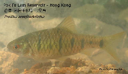 puntius_semifasciolatus_07.JPG