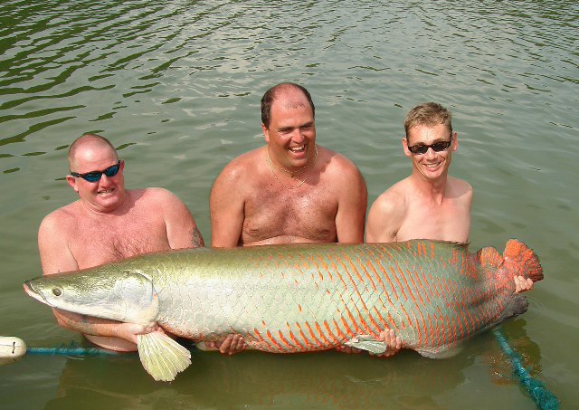 ../tools/UploadPhoto/uploads/Arapaima-Thailand-150kg.jpg