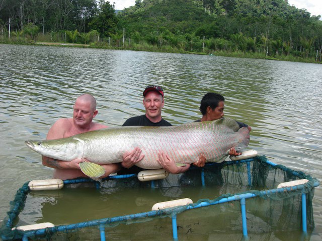 ../tools/UploadPhoto/uploads/Arapaima-Thailand6.JPG