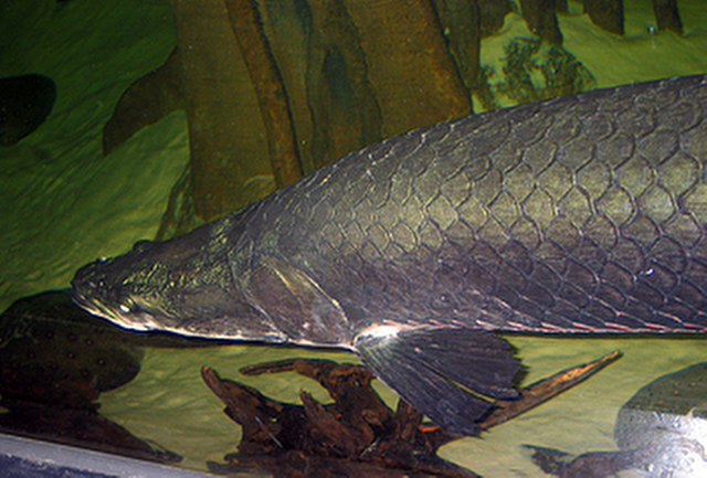 ../tools/UploadPhoto/uploads/Arapaima.jpg