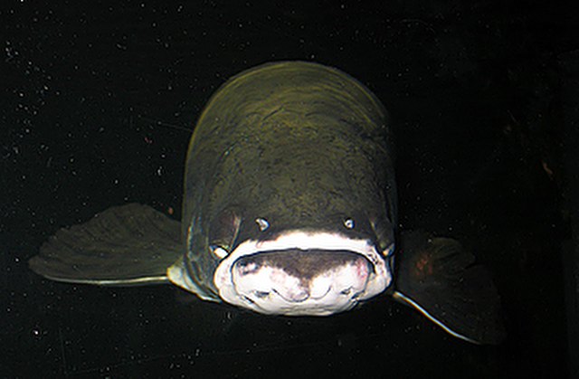 ../tools/UploadPhoto/uploads/Arapaima1.jpg