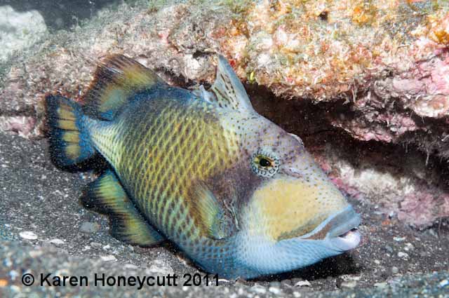 ../tools/UploadPhoto/uploads/Balistoides_viridescens_(Titan_Triggerfish)_Lembeh_Indonesia.jpg