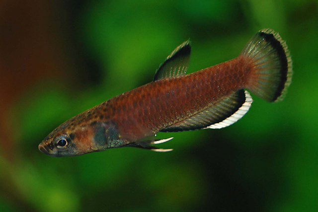 ../tools/UploadPhoto/uploads/Betta_albimarginatus_male.jpg