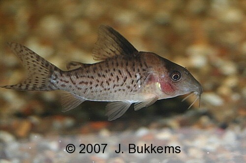 ../tools/UploadPhoto/uploads/Corydoras_delphax.jpg