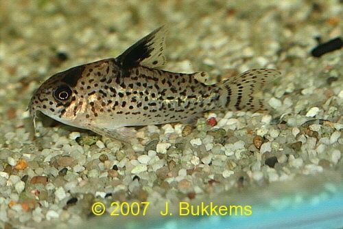 ../tools/UploadPhoto/uploads/Corydoras_punctatus.jpg