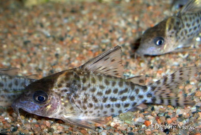 ../tools/UploadPhoto/uploads/Corydorasdelphax.jpg