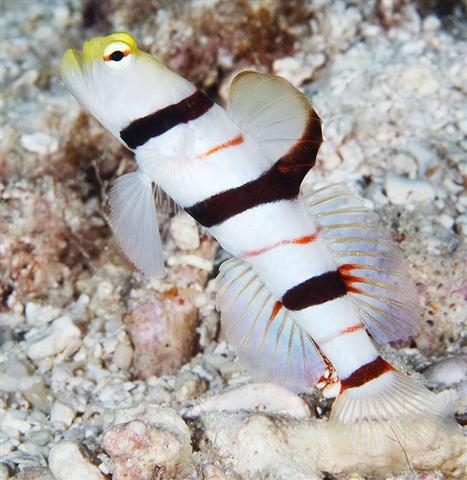 ../tools/UploadPhoto/uploads/DraculaShrimp-goby.jpg