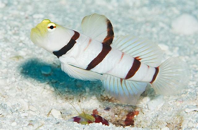 ../tools/UploadPhoto/uploads/DraculaShrimp-goby2.jpg