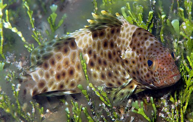 ../tools/UploadPhoto/uploads/Epinephelus-maculatus-jj-0028-072108.jpg