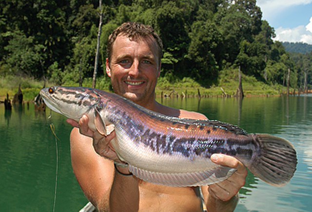 ../tools/UploadPhoto/uploads/Giant-Snakehead1.jpg