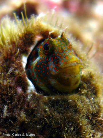 ../tools/UploadPhoto/uploads/Hypsoblennius_invemar-photo-CarlosGMunoz.JPG