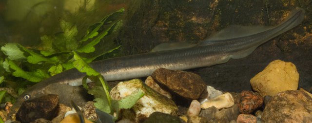 ../tools/UploadPhoto/uploads/IMG_0030_BrookLamprey_Female.jpg