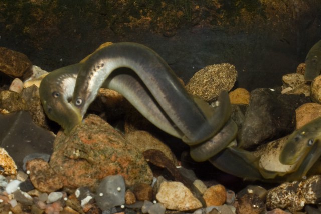 ../tools/UploadPhoto/uploads/IMG_0039_BrookLamprey_Mating_Spawning.jpg