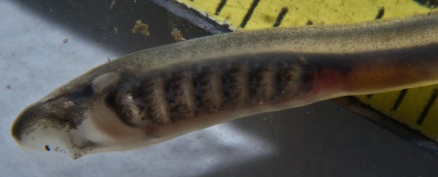 ../tools/UploadPhoto/uploads/IMG_3896_BrookLamprey-5cm_Gills_XtraResolution.jpg