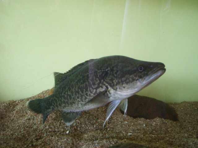 ../tools/UploadPhoto/uploads/Juvenile_Murray_cod_in_aquarium.JPG