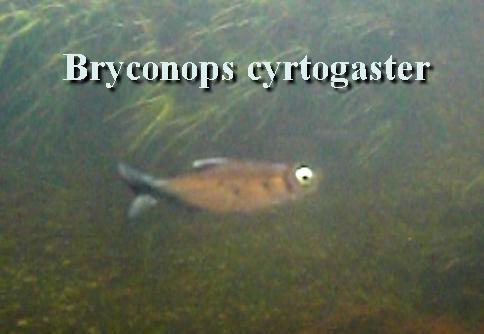 ../tools/UploadPhoto/uploads/Montabo19_Bryconops_cyrtogaster.jpg