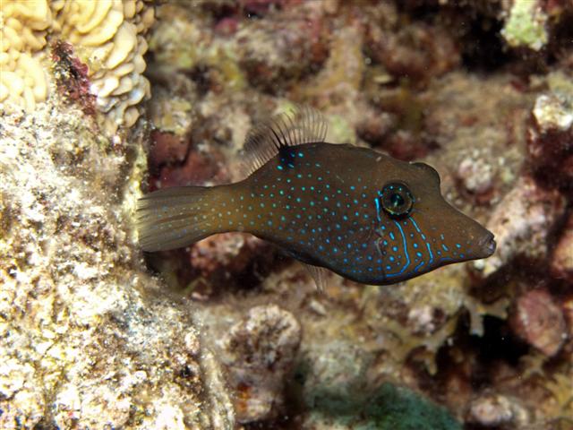 ../tools/UploadPhoto/uploads/P6220377_Canthigaster_pygmaea.jpg