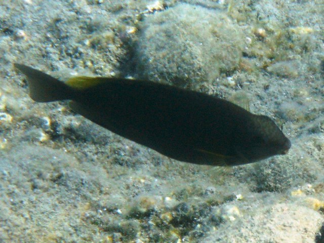 ../tools/UploadPhoto/uploads/Pesce_coniglio_Siganus_luridus_Kato_Koufonissi08_2729.JPG