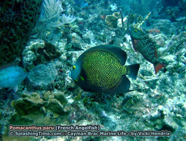 ../tools/UploadPhoto/uploads/Pomacanthus_paru_(French_Angelfish)_3.jpg