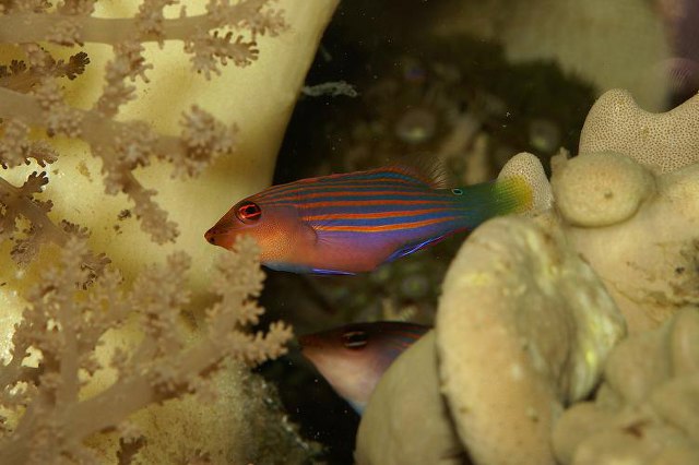 ../tools/UploadPhoto/uploads/SixlineWrasse(Pseudocheilinushexataenia)andyfoden.JPG