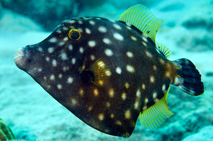 ../tools/UploadPhoto/uploads/americanfilefish.jpg