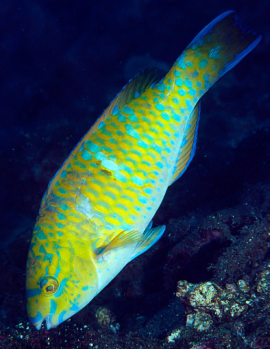 ../tools/UploadPhoto/uploads/bluebarredparrotfish.jpg