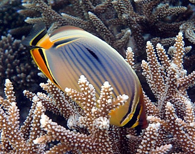 ../tools/UploadPhoto/uploads/chaetodon_trifasciatus.jpg