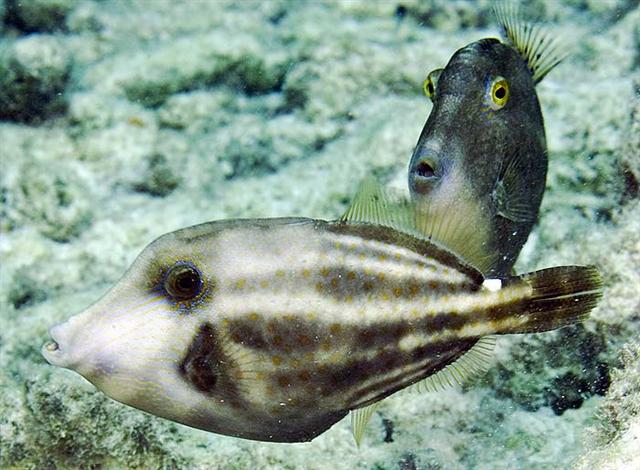 ../tools/UploadPhoto/uploads/orangespottedfilefish.jpg