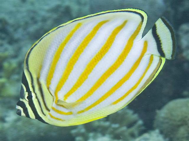 ../tools/UploadPhoto/uploads/ornatebutterflyfish.jpg