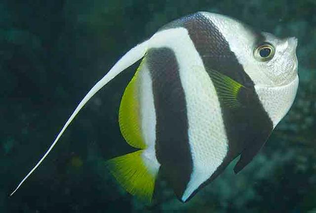 ../tools/UploadPhoto/uploads/schoolingbannerfish.jpg