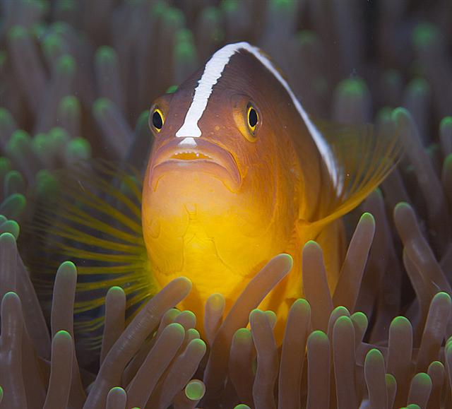 ../tools/UploadPhoto/uploads/yellowclownfish.jpg